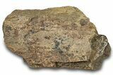 Dinosaur (Triceratops) Bone Section - Montana #300452-1